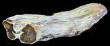 Petrified Wood Limb (Bald Cypress) - Saddle Mountain, WA #69449-1